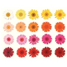 BGerberaZu Foaie de zahar flori gerbera colorate 29x20cm